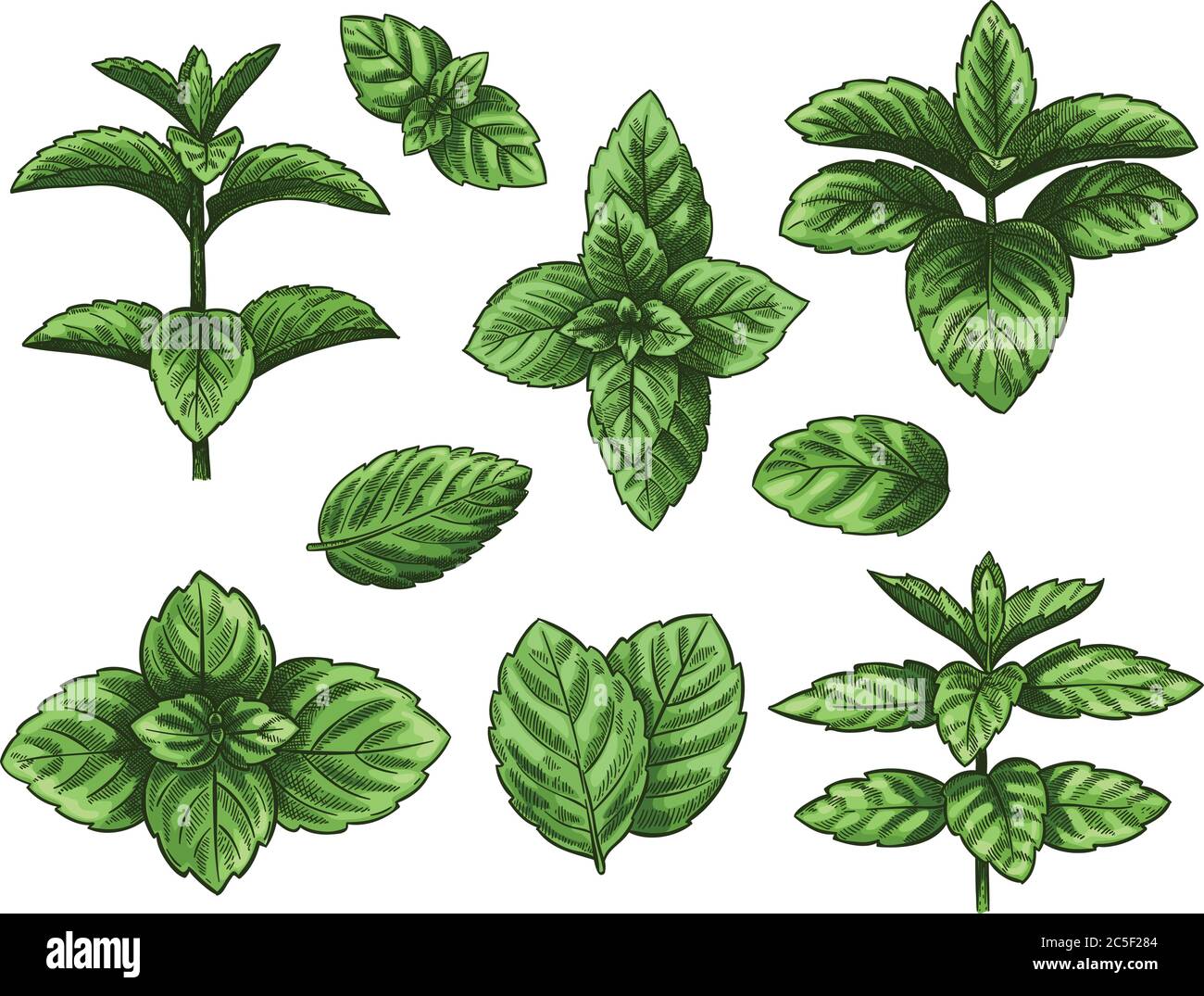 Green mint leaves. Sketch peppermint herb, spearmint plant. Melissa menthol  leaf vintage hand drawn vector botanical isolated set Stock Vector Image &  Art - Alamy