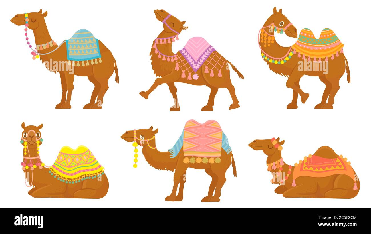 Cartoon camel. Funny desert animals with saddle. Camels vector isolated  characters set. Wild Arabian pet Stock Vector Image & Art - Alamy