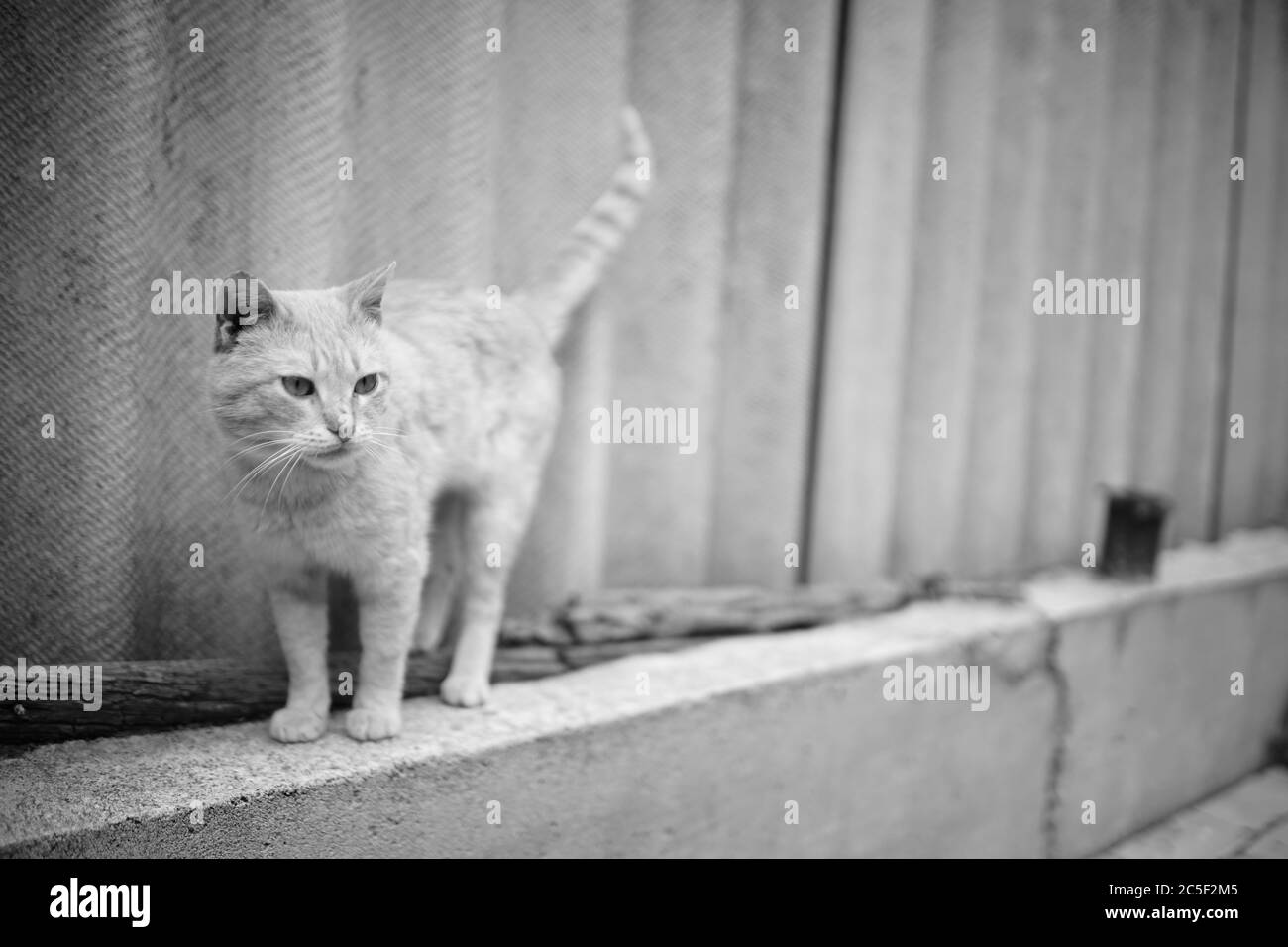 Cute cat walk along the slate fence in rural yard Stock Photo - Alamy