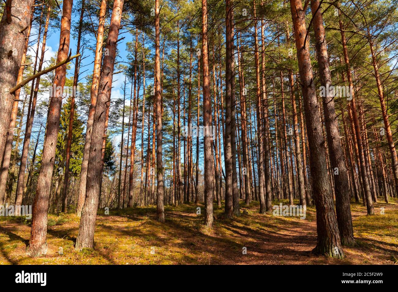 European pine forest landscape, pine trees are in sunlight at summer day Stock Photo