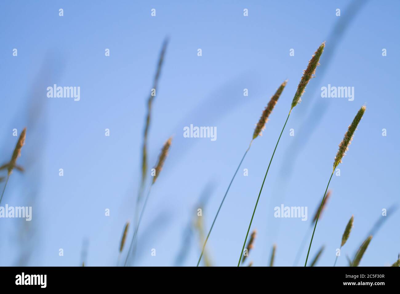 Timothy grass growing on a field under blue sky, natural photo background with soft selective focus Stock Photo