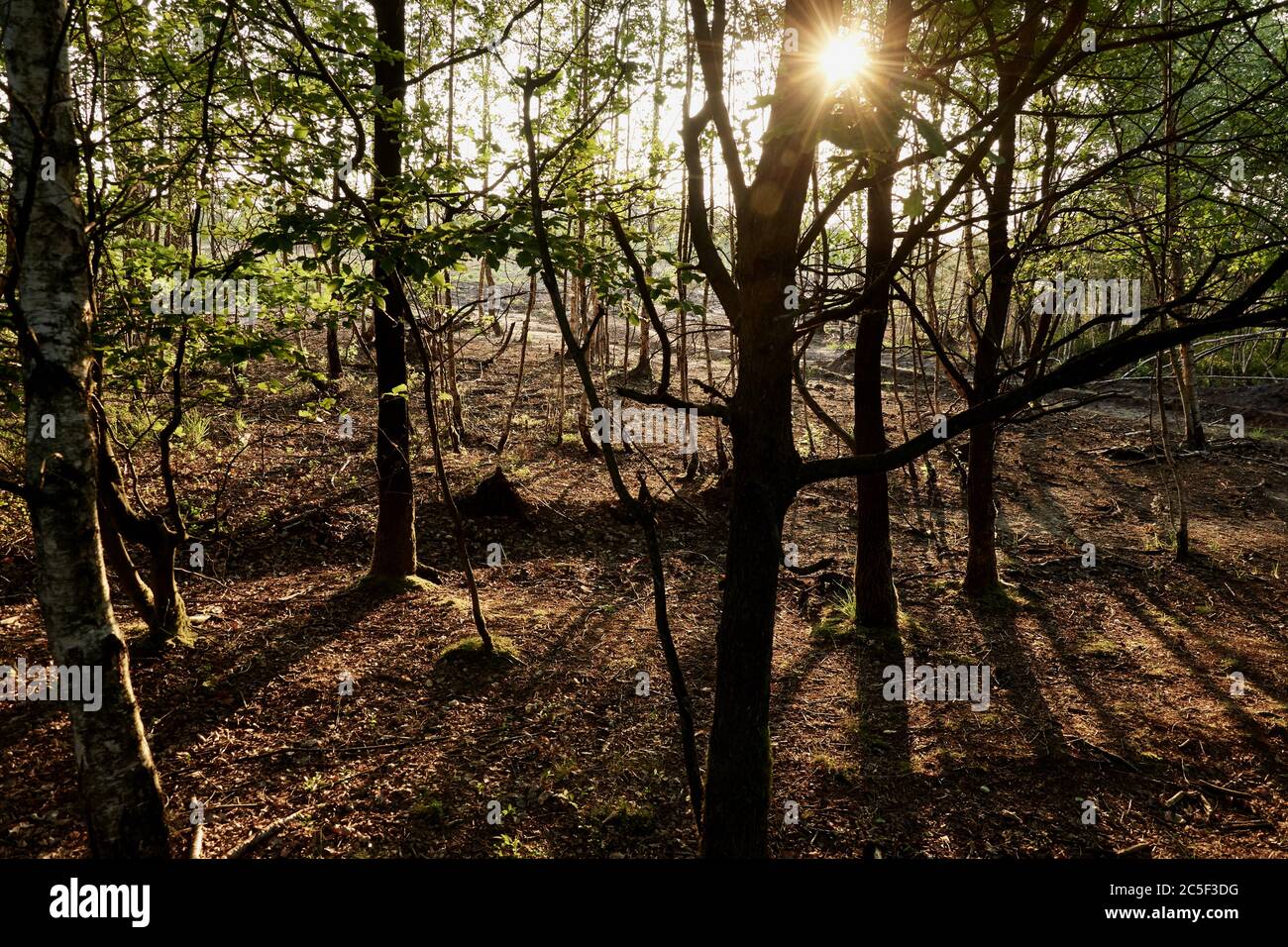 Mystical forest on summer evening with sunrays behind the trees at Pietzmoor, Lüneburg heath, Germany Stock Photo