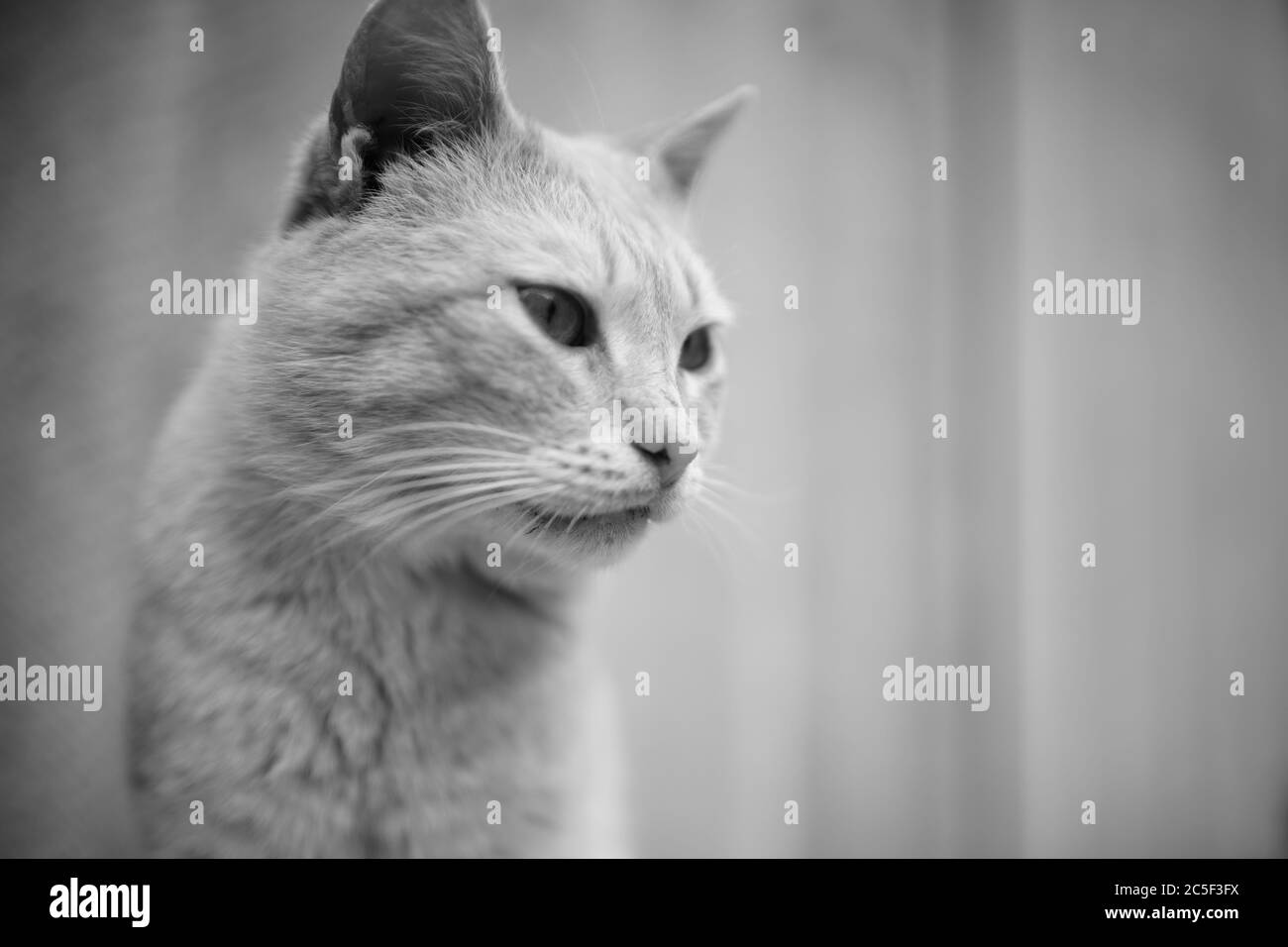 Cute gray cat photo Black and White Stock Photos u0026 Images - Alamy