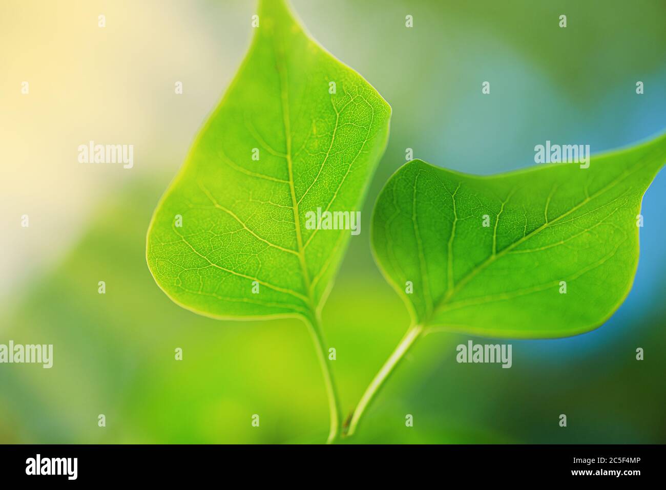 Green leaf blue background. Symbol Wildlife. Green leaf. Green Twig with Leaves Blue Sky Background. Stock Photo