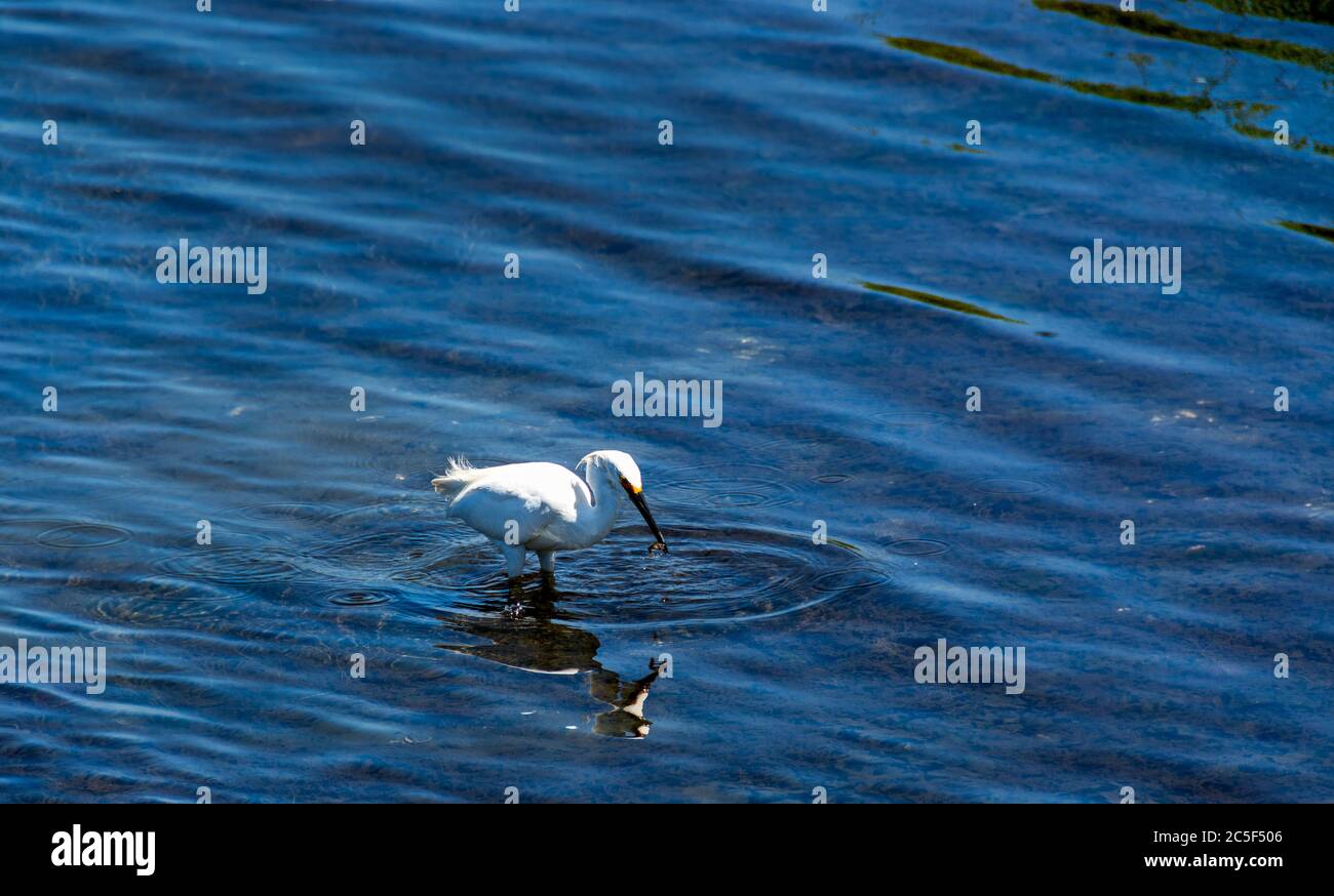 Snowy Egret catches a small fish and hold it captive in its beak as water drips off the fish. Reflections and ripples in water. Stock Photo