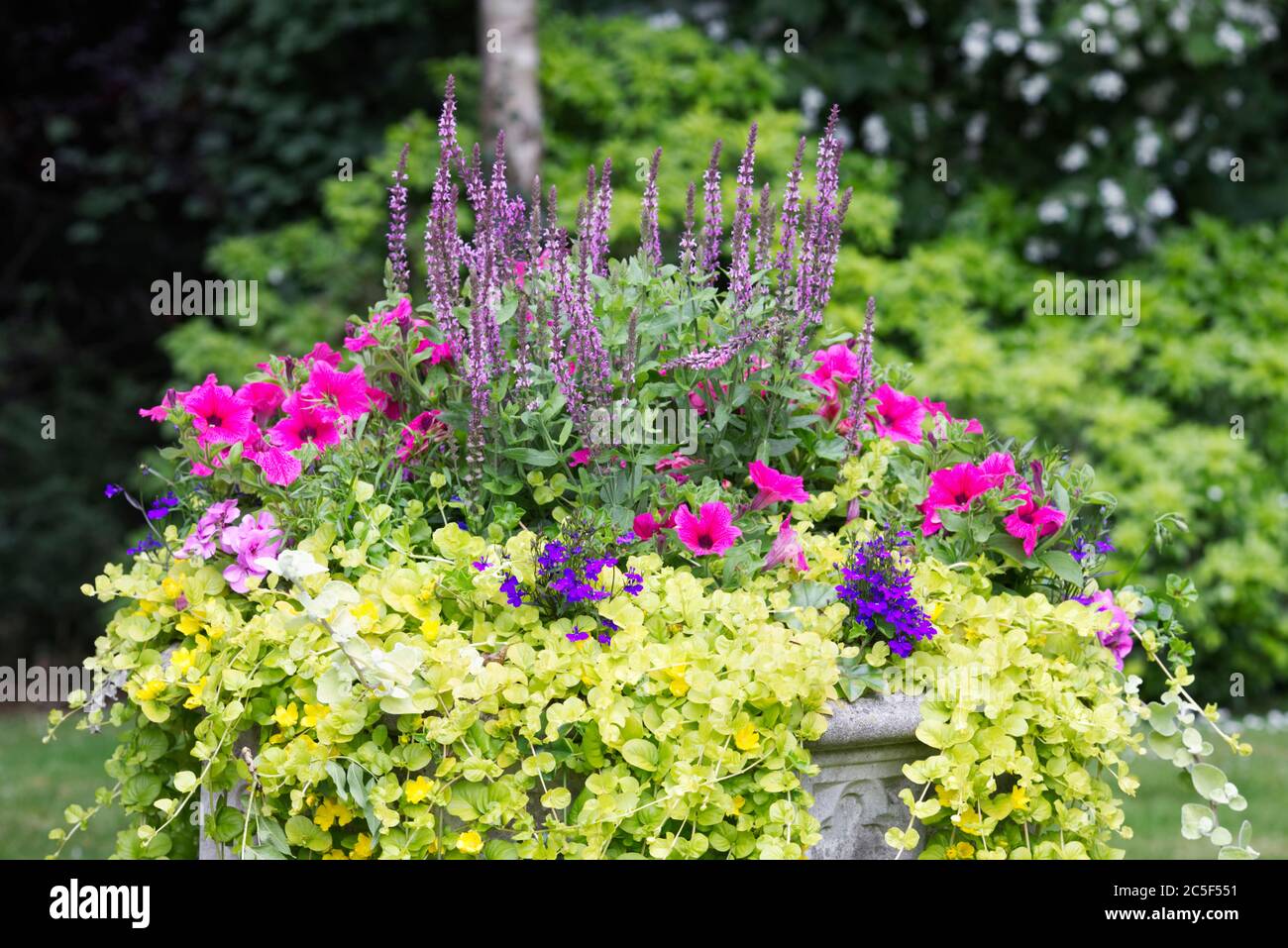 Summer planting combination in a stone planter. Stock Photo