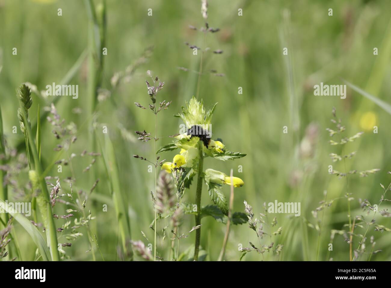European yellow rattle flower grows between grass an insect has landed
