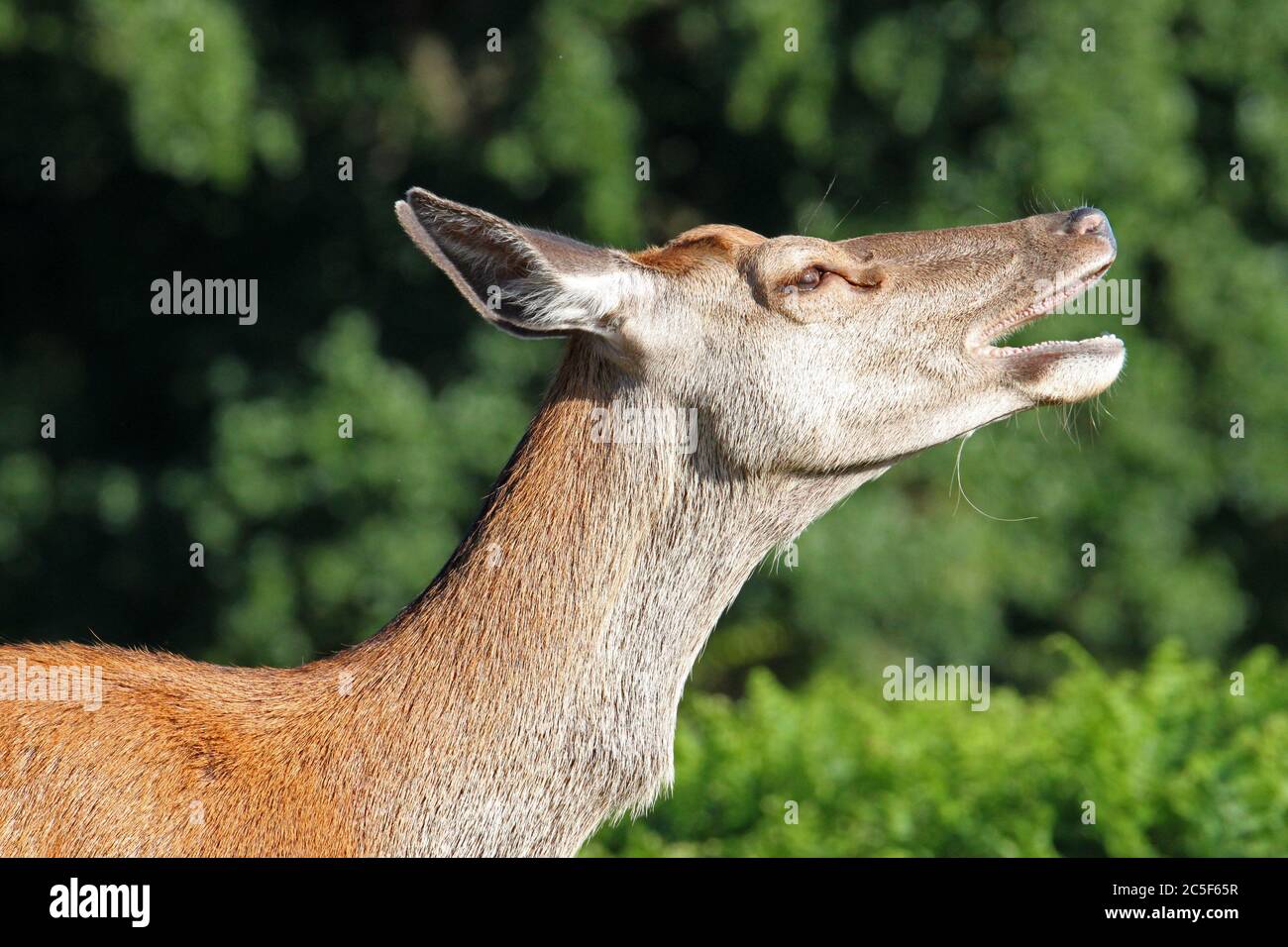 Fallow deer doe (Dama dama), Bushy Park, Hampton Court, Greater London, England, Great Britain, United Kingdom, UK, Europe Stock Photo