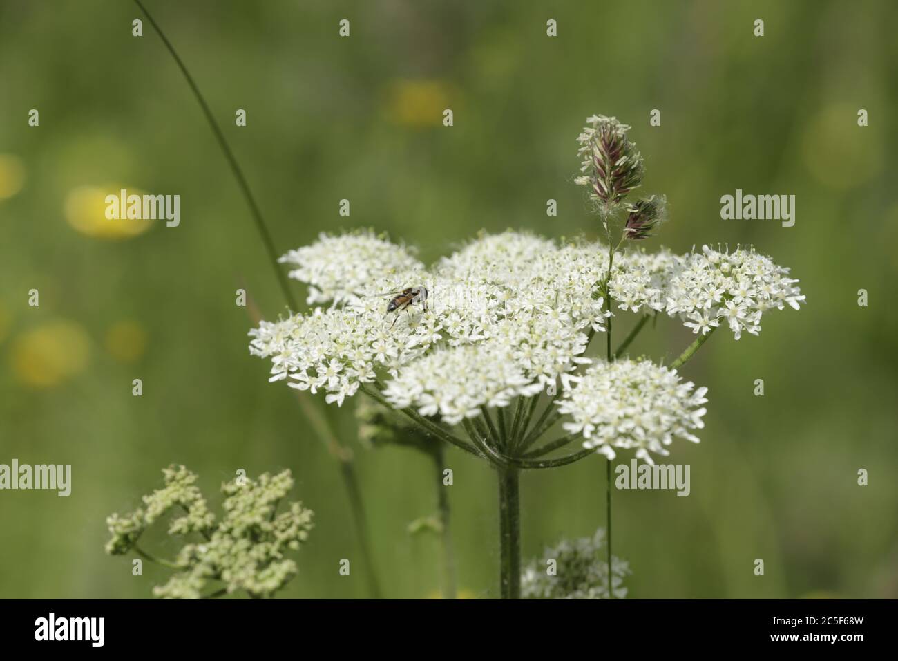 Cow parsley growing and blooming in the wild Stock Photo Alamy