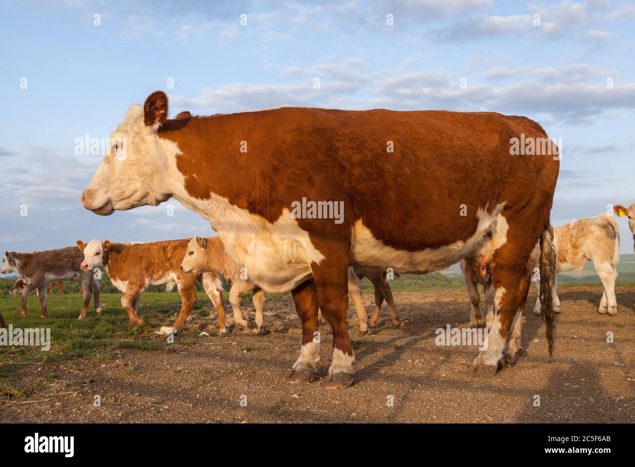 Ayrshire cow hires stock photography and images Alamy