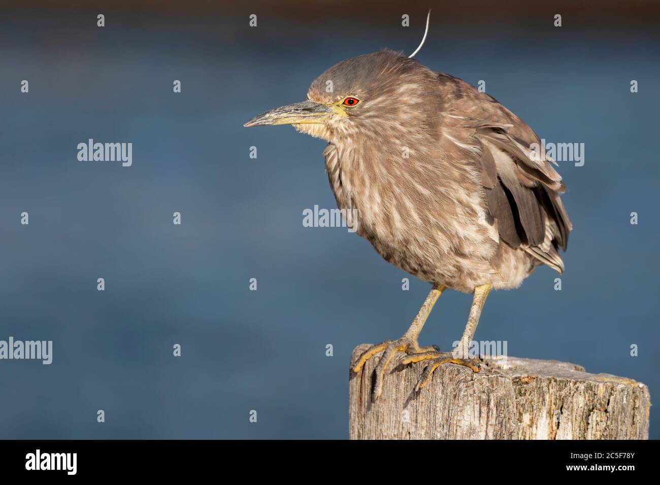 Immature Black crowned Night Heron Stock Photo - Alamy