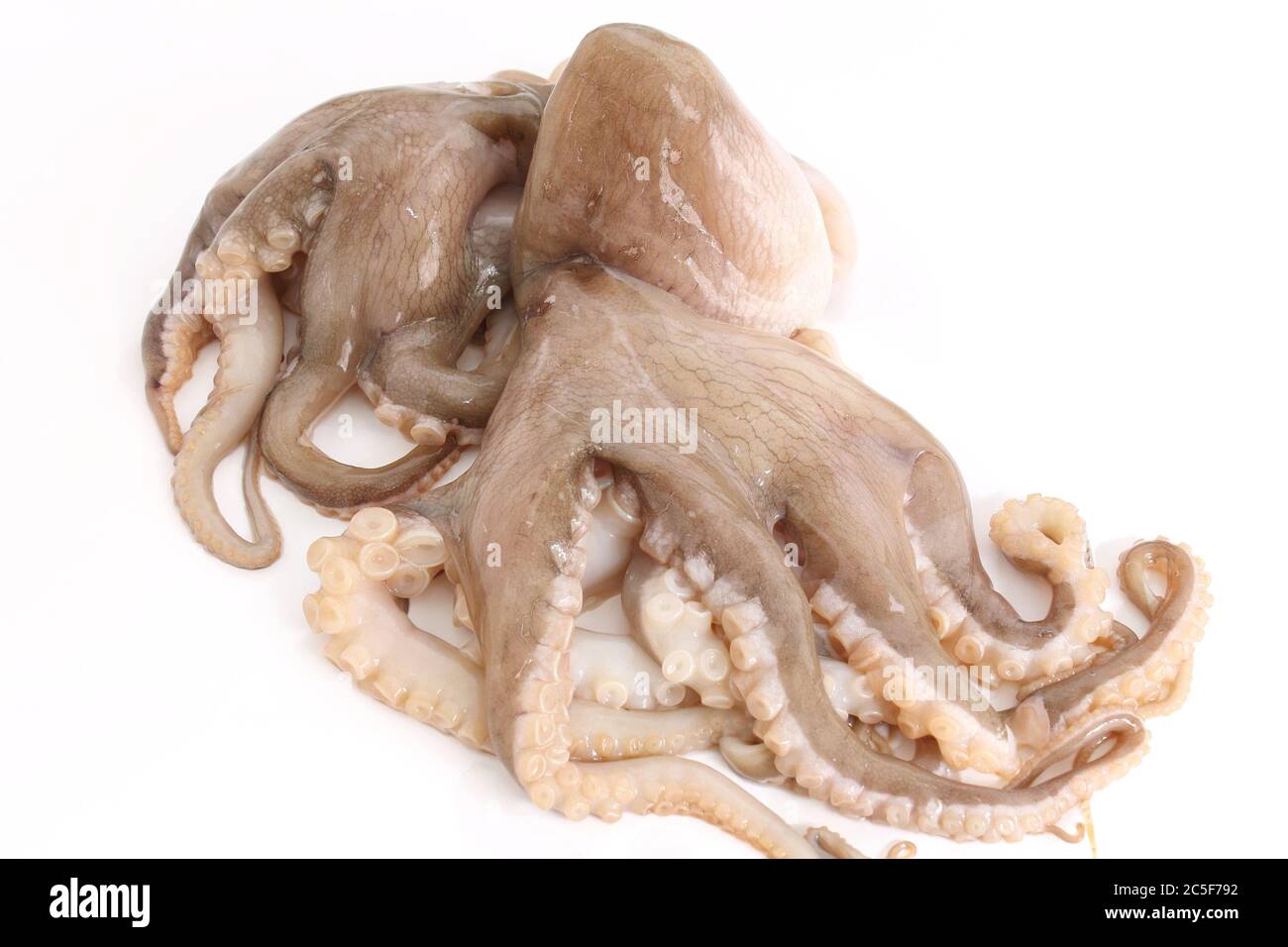 Octopus isolated on white background Stock Photo - Alamy