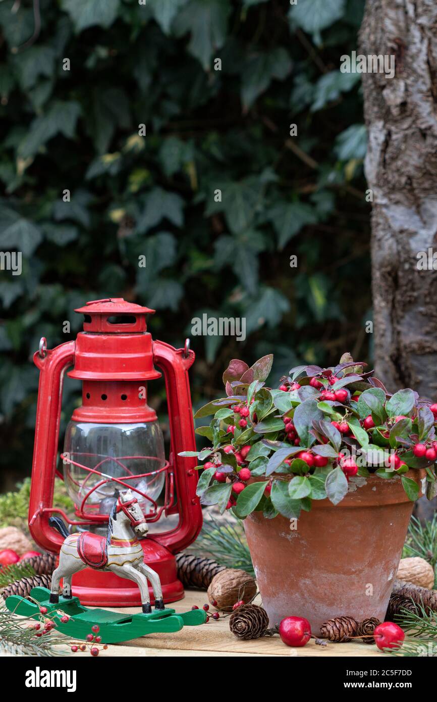 christmas decoration with christmas rocking horse, red lantern and gaultheria procumbens Stock Photo