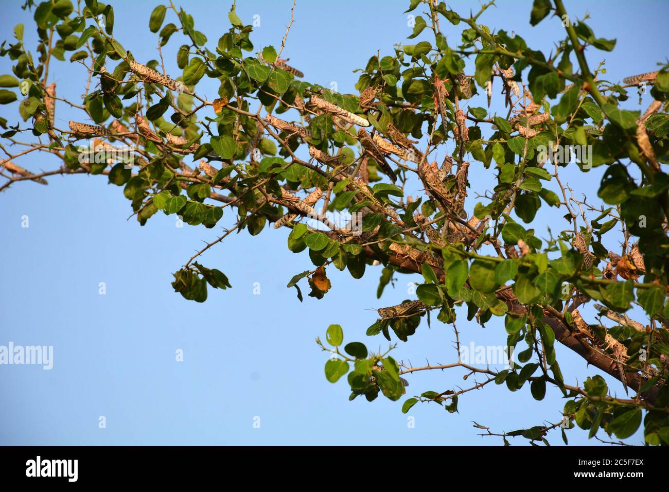 Sukkur, Pakistan. 2nd July, 2020. Locusts are seen on a tree on the outskirts of Sukkur, southern Pakistan, on July 1, 2020. According to the country's Ministry of National Food Security and Research, the country's annual wheat requirement is 27.47 million tons, but the crop production this year was less than 25 million tons due to multiple factors including locust attacks, untimely heavy rains and infestation of fungal disease yellow rust. Credit: Str/Xinhua/Alamy Live News Stock Photo