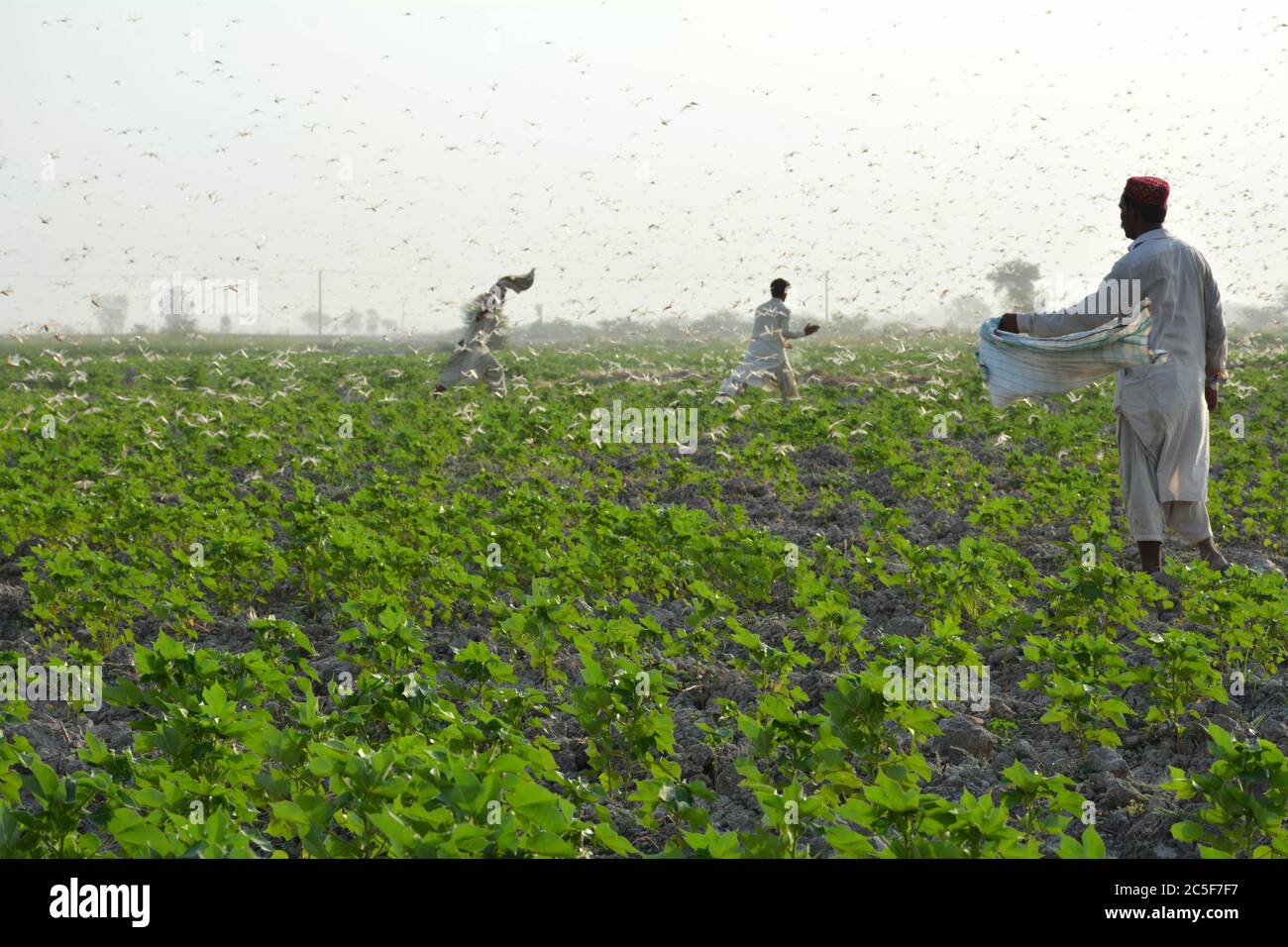 Sukkur, Pakistan. 2nd July, 2020. Pakistani farmers are surrounded by swarms of locusts on the outskirts of Sukkur, southern Pakistan, on July 1, 2020. According to the country's Ministry of National Food Security and Research, the country's annual wheat requirement is 27.47 million tons, but the crop production this year was less than 25 million tons due to multiple factors including locust attacks, untimely heavy rains and infestation of fungal disease yellow rust. Credit: Str/Xinhua/Alamy Live News Stock Photo