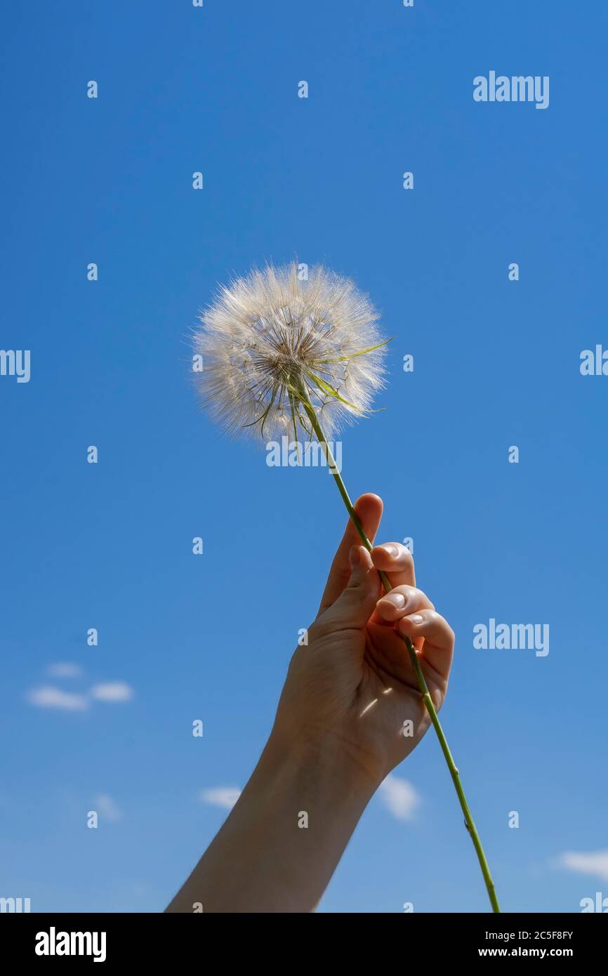 Hand Holding Flower Sky High Resolution Stock Photography And Images Alamy Hand Holding Flower Sky High Resolution Stock Photography And Images Alamy