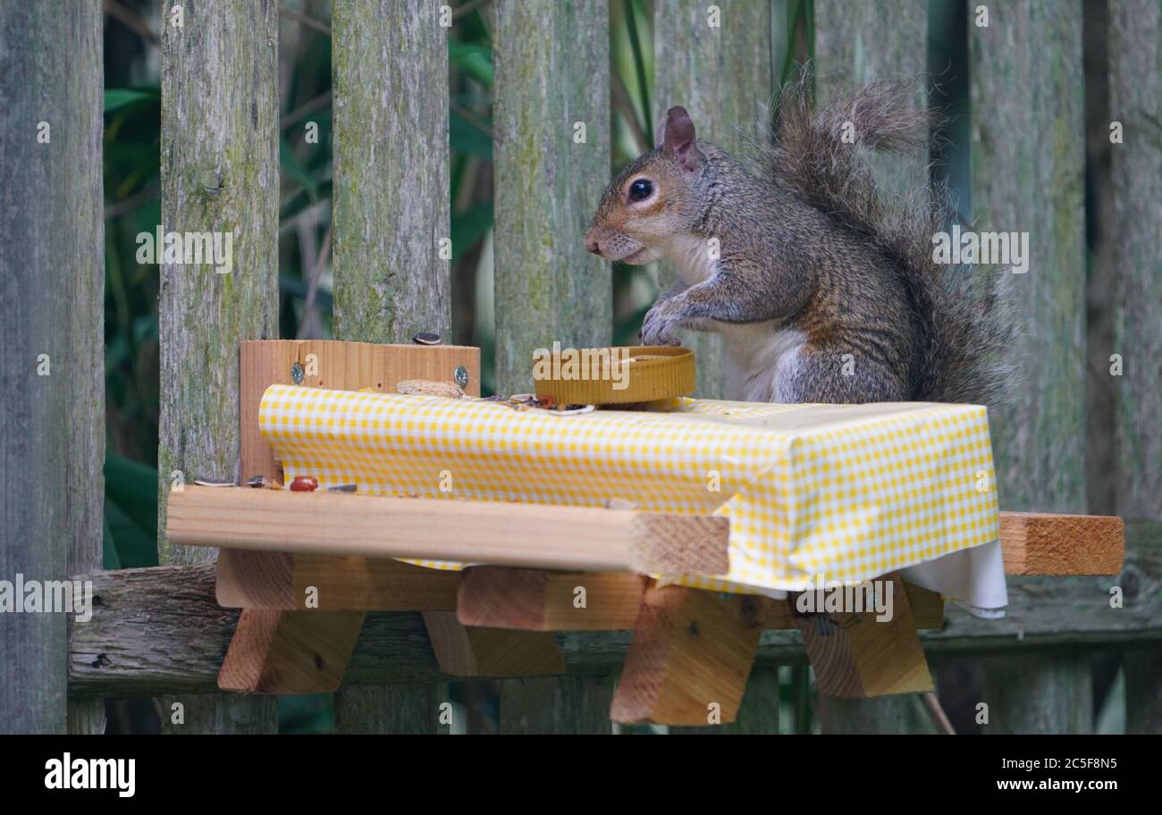 A gray squirrel eating at a backyard wooden picnic table for squirrels