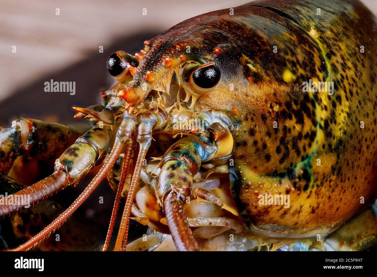Cute face of cute live lobster with details. Macro shot Stock Photo Alamy