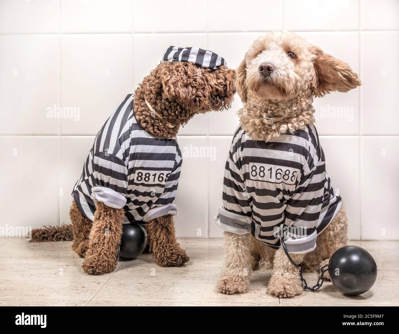 Are Dog Clothes Bad For Dogs