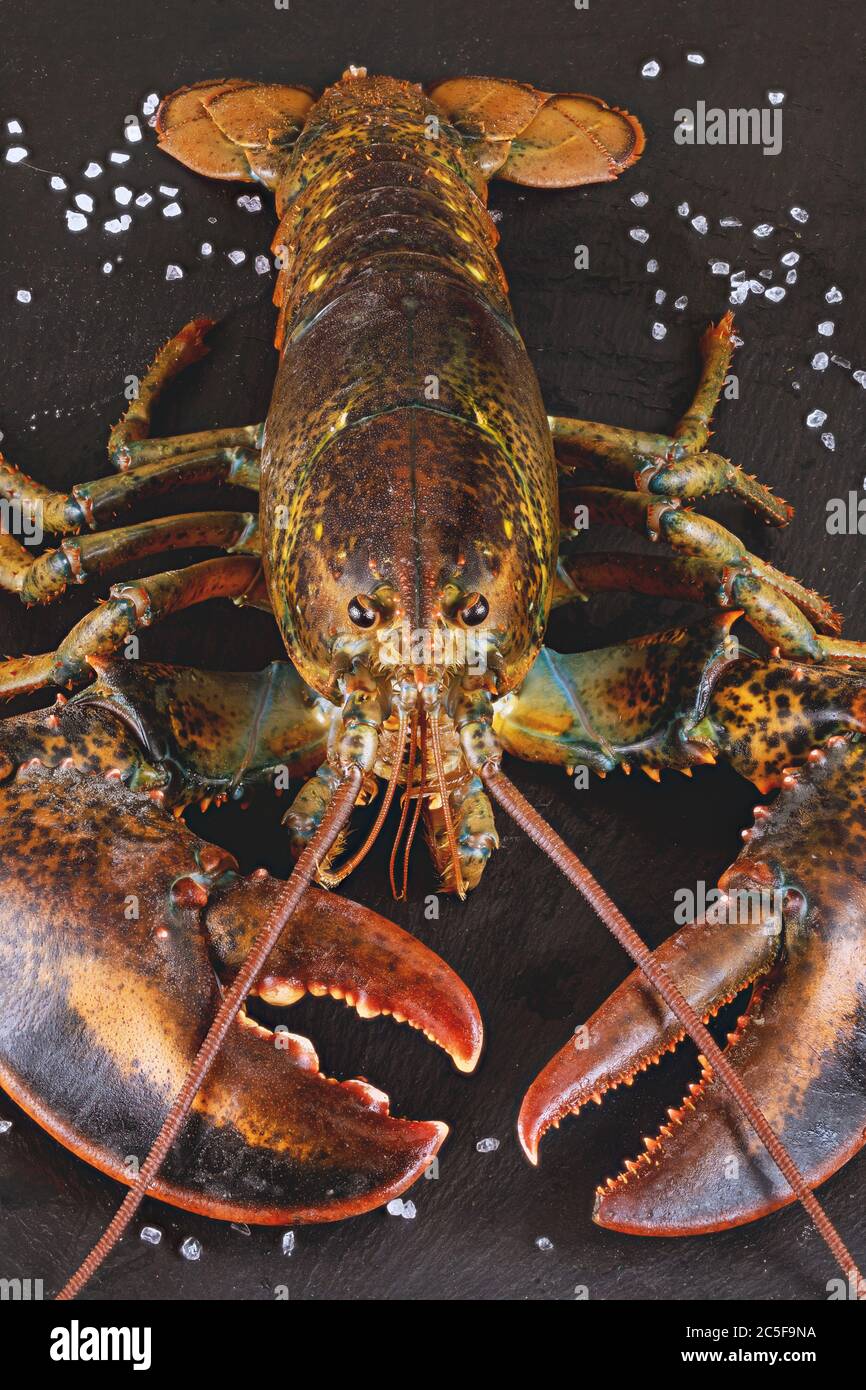 Live lobster with antenna and details on black board. Macro shot Stock