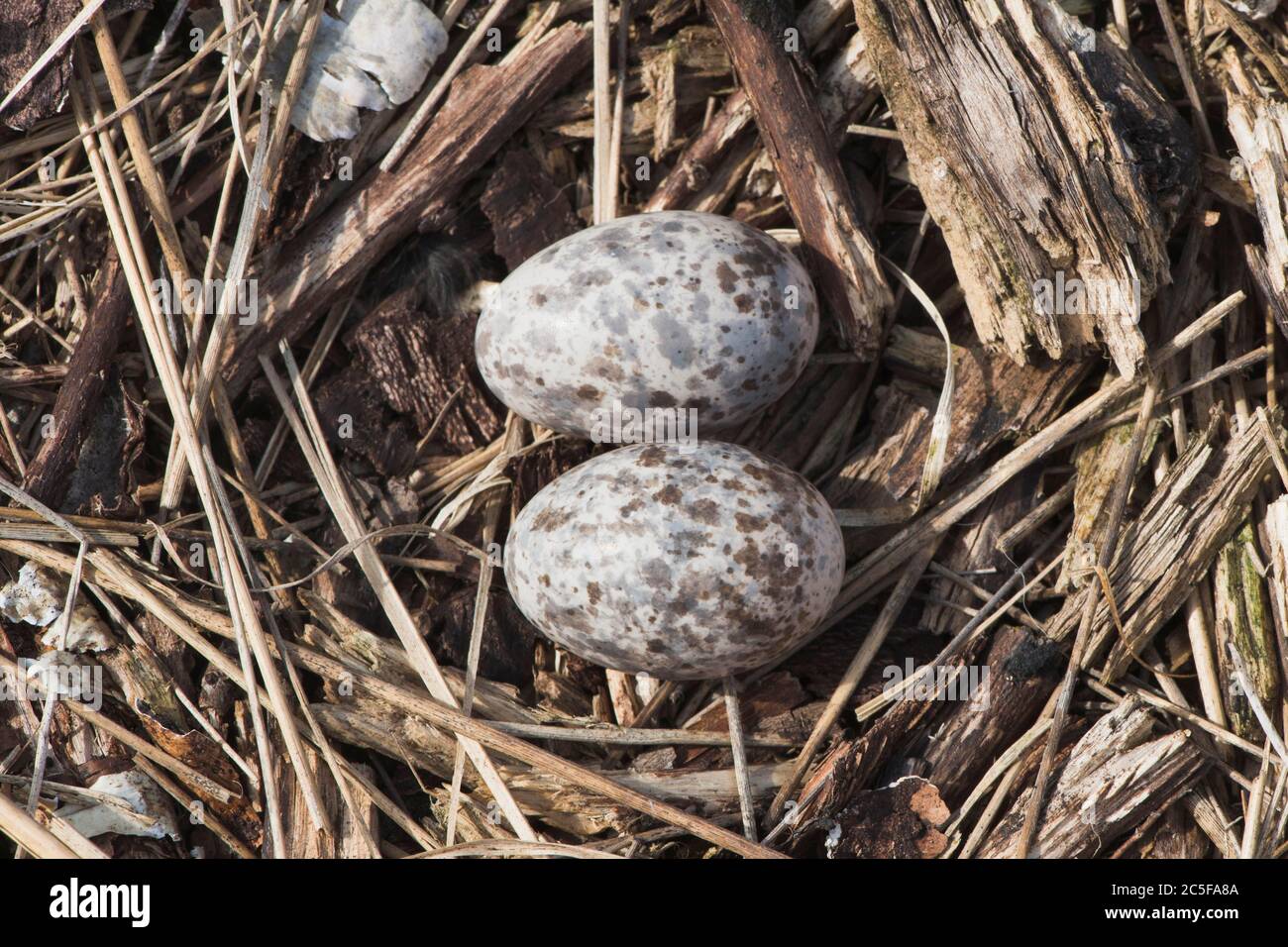 (Caprimulgus europaeus), clutch with two eggs, Emsland, Lower Saxony, Germany Stock Photo