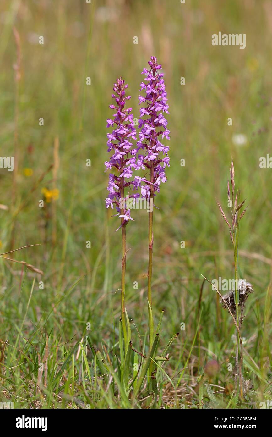 Fragrant orchid (Gymnadenia conopsea) Lower Marriage, Eifel National Park, North Rhine-Westphalia, Germany Stock Photo
