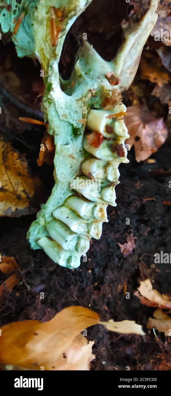 teeth of an dead animal skull on the ground in the woods Stock Photo