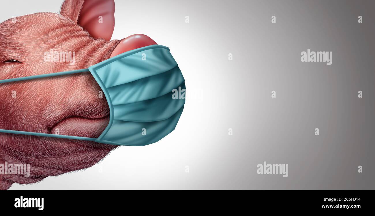 Swine disease and pig virus or G4 flu from infected livestock as pigs and hogs as a health risk for global infection outbreak concept. Stock Photo