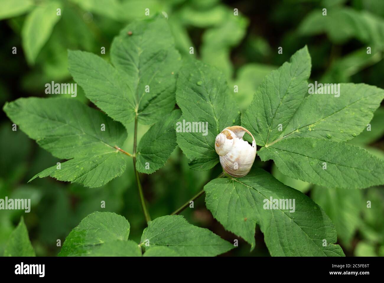 Broken empty snail shell on green leaves Stock Photo