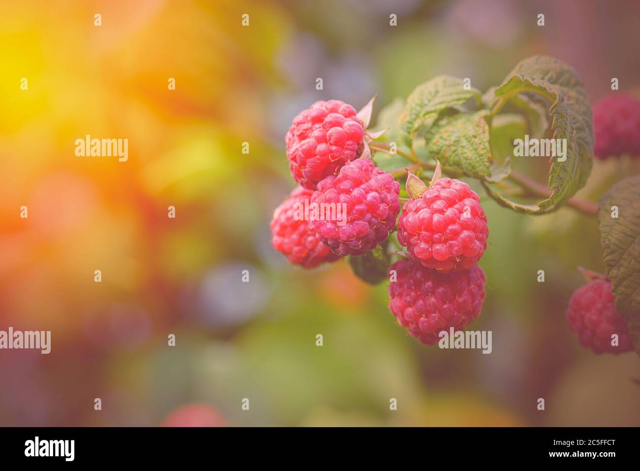 Raspberries in the sun. Raspberries on a branch in the garden. Red berry with green leaves in the sun. Photo of ripe raspberries on a branch. Stock Photo