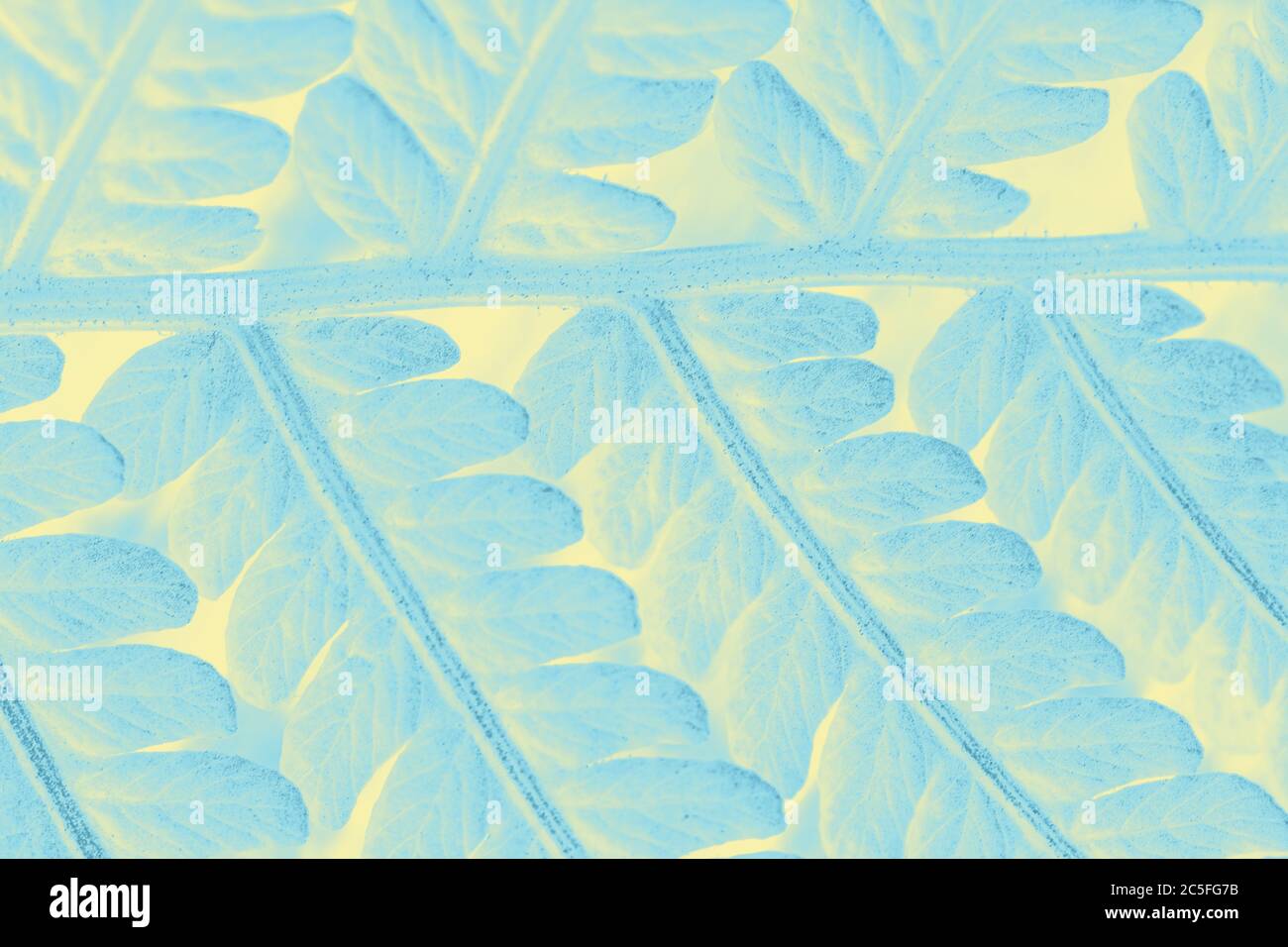 Cold winter background for wildlife advertising Eco concept. Frosty patterns on the glass are tinted in warm bed colors. Fern close-up in pop art proc Stock Photo