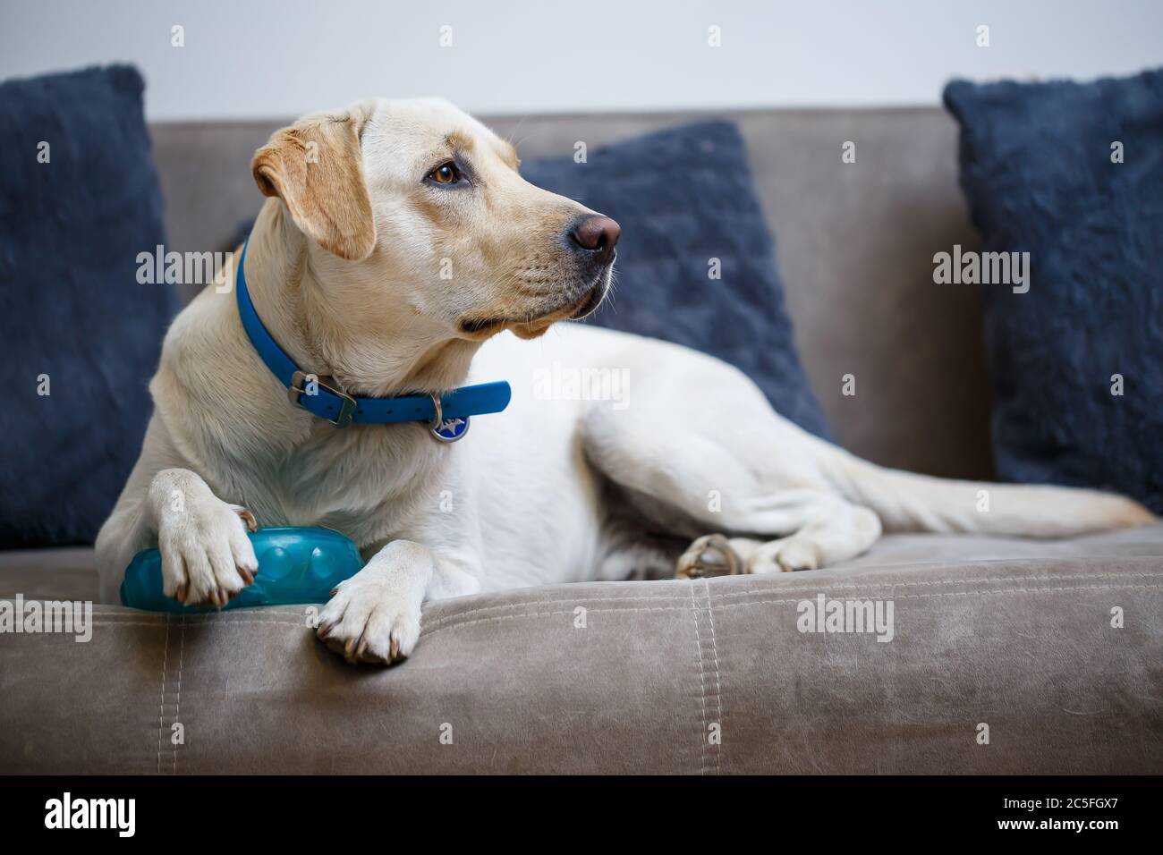 labrador large breed