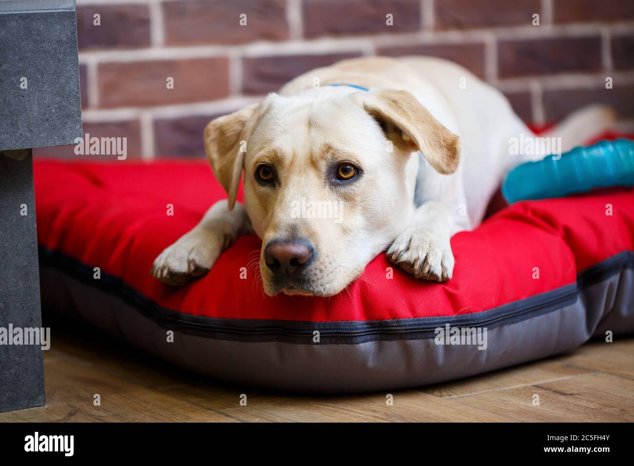 A large dog of light color Labrador coat lying on a red litter Stock