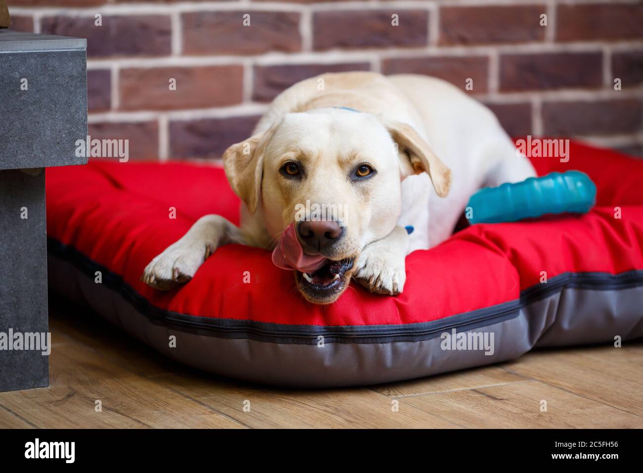 A large dog of light color Labrador coat lying on a red litter Stock