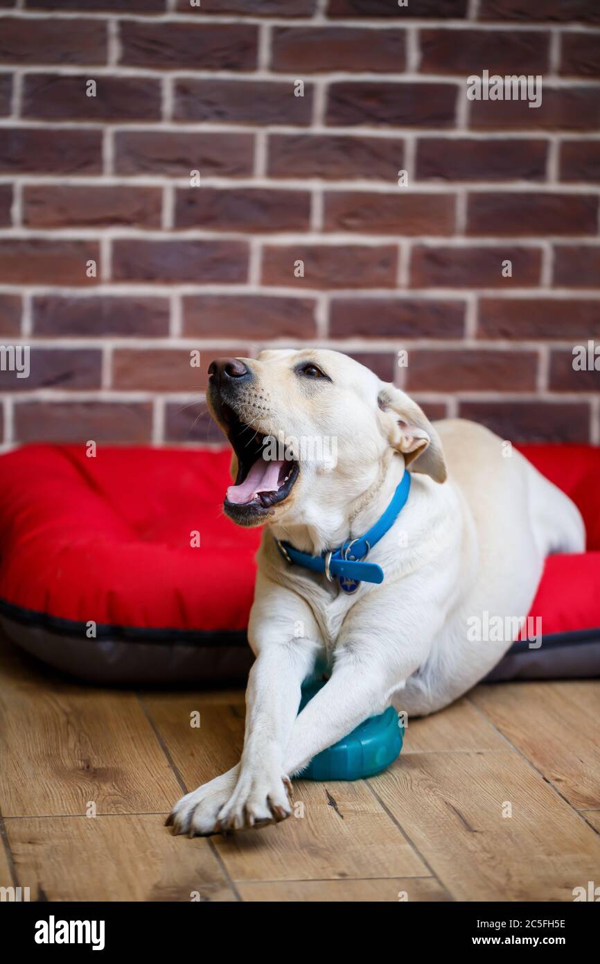 A large dog of light color Labrador coat lying on a red litter Stock