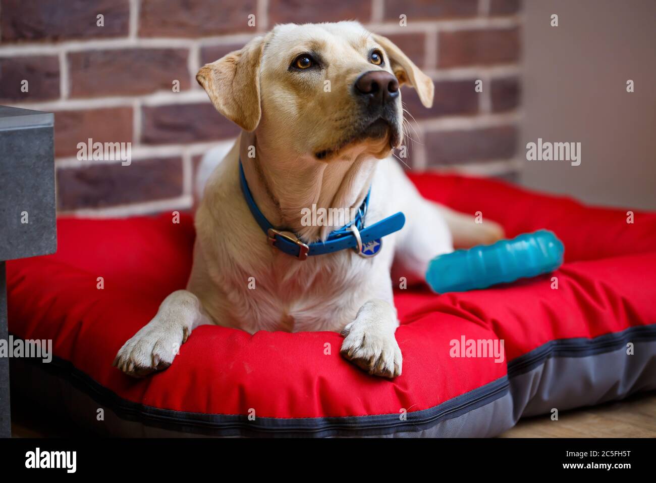 A large dog of light color Labrador coat lying on a red litter Stock