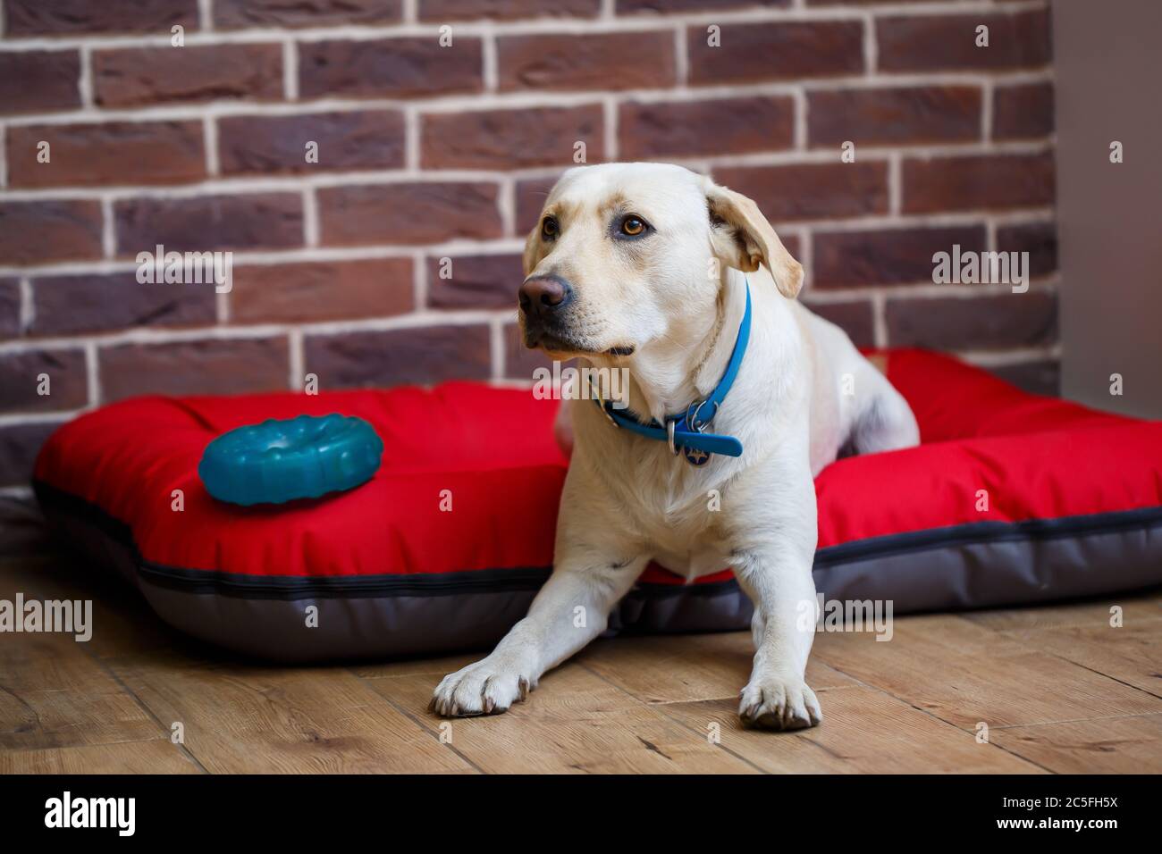 A large dog of light color Labrador coat lying on a red litter Stock