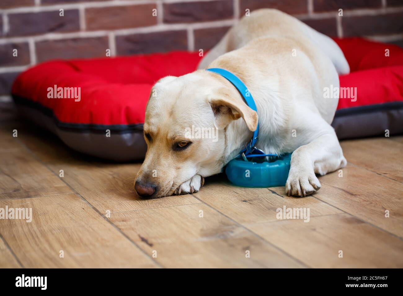 A large dog of light color Labrador coat lying on a red litter Stock