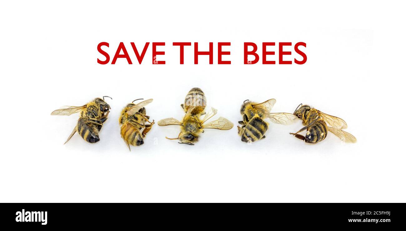 save the Bees, stop decline in Bees due to habitat destruction, pollution and pesticide use, A line of five dead bees on white background with red Sav Stock Photo