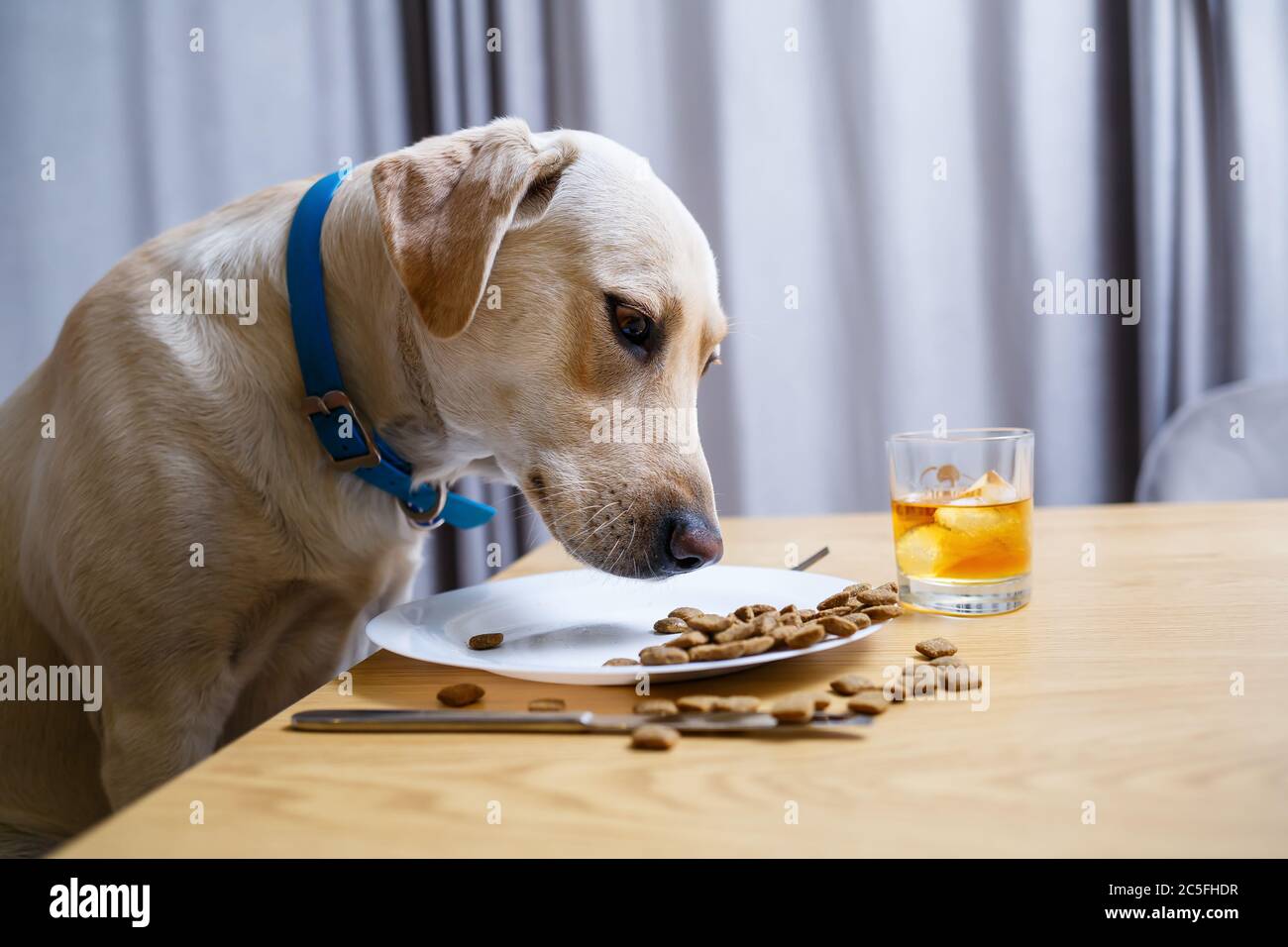 how can i get my dog to eat dog food instead of table food