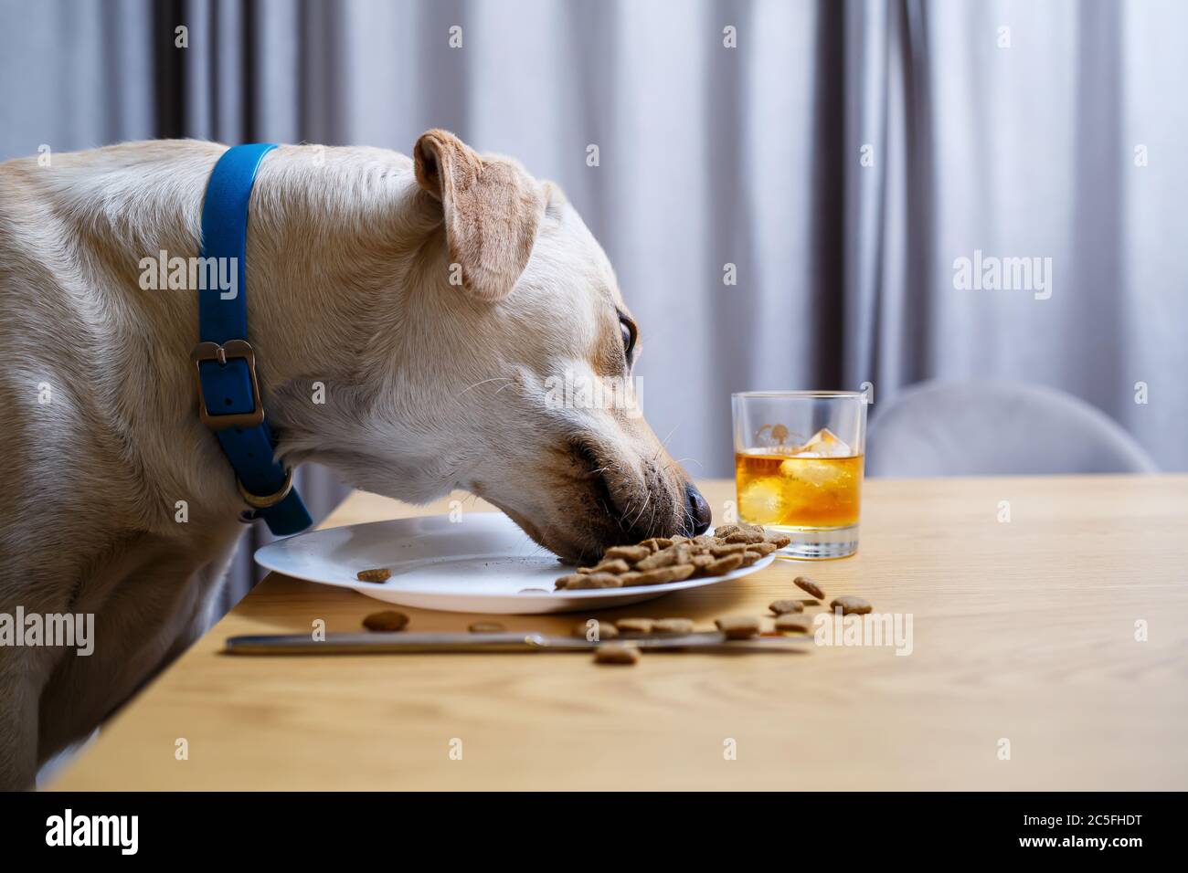 dog on a plate