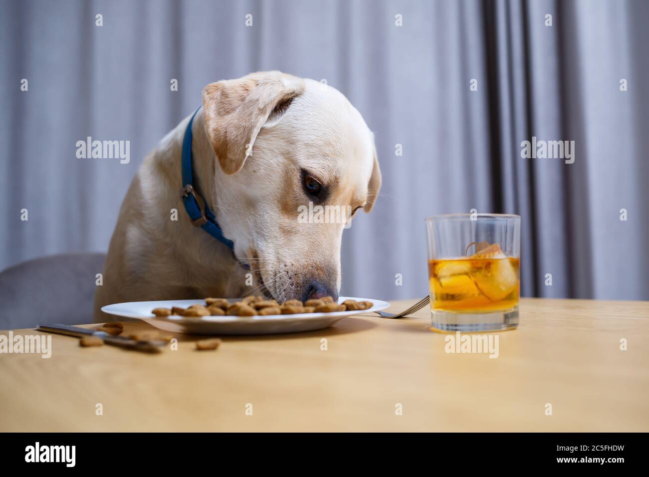 Labrador eating food cheap