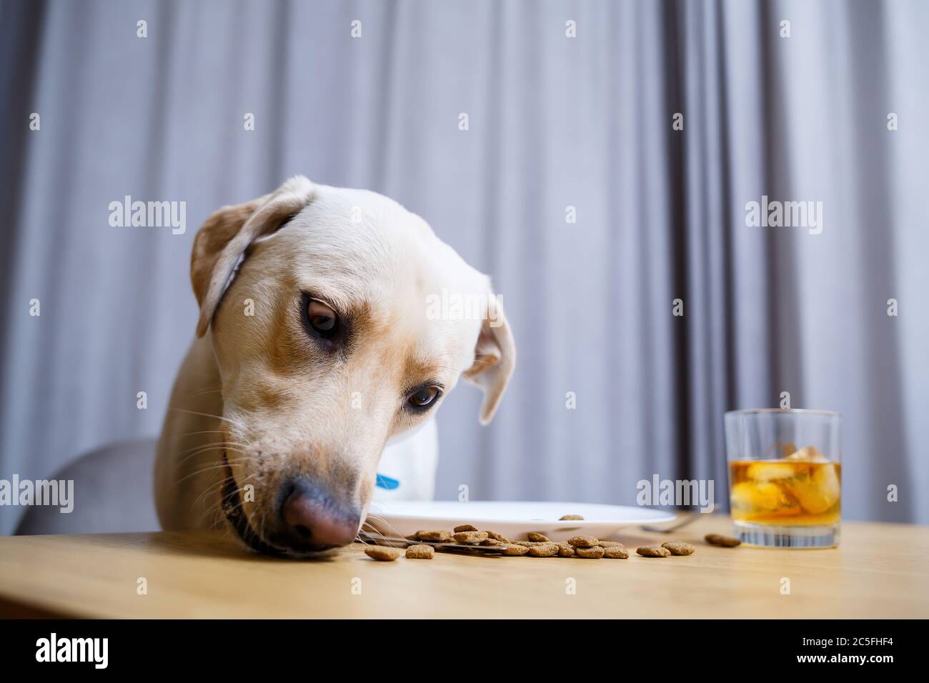 Cute dog eats food from a plate. Labrador is sitting on a chair at the table  and eating dog food Stock Photo - Alamy