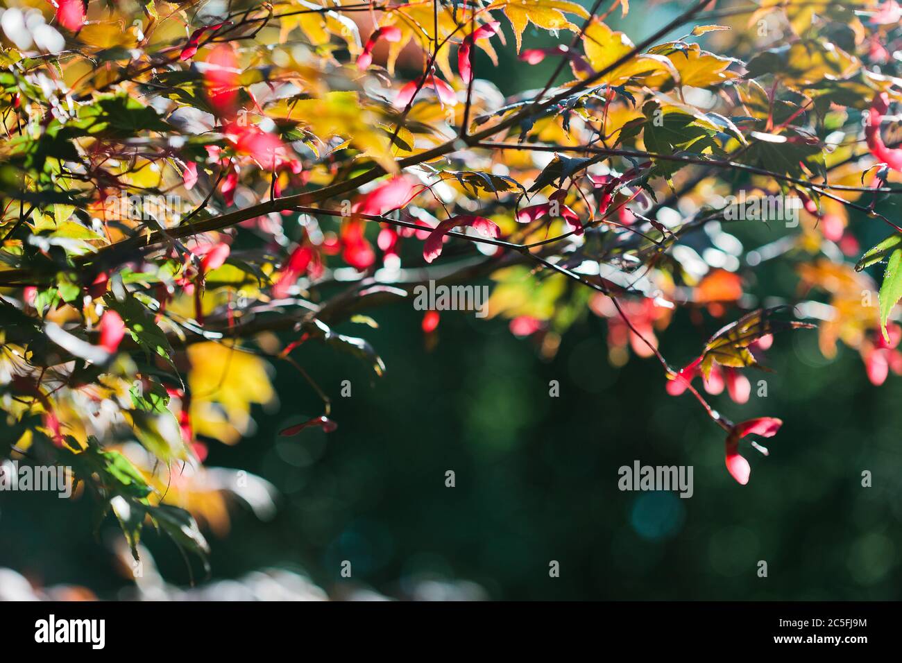 Maple Leaves Turn Brilliant Colors in the Fall Season Stock Photo - Alamy