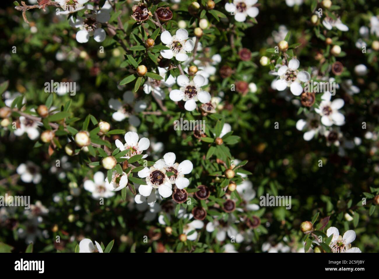 Manuka tree hi-res stock photography and images - Alamy