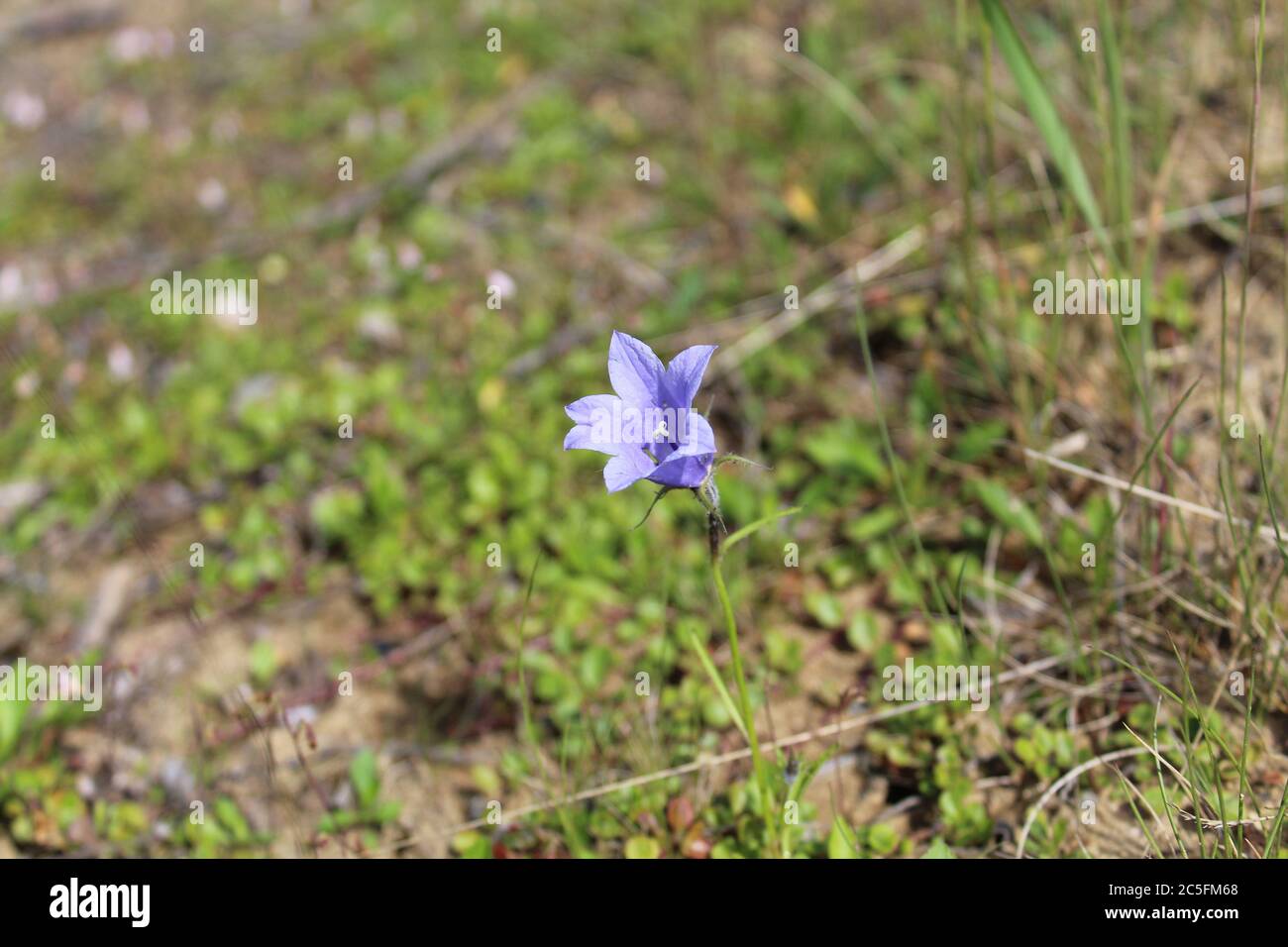 Common harebell wildflower at Delta Junction, Alaska Stock Photo Alamy