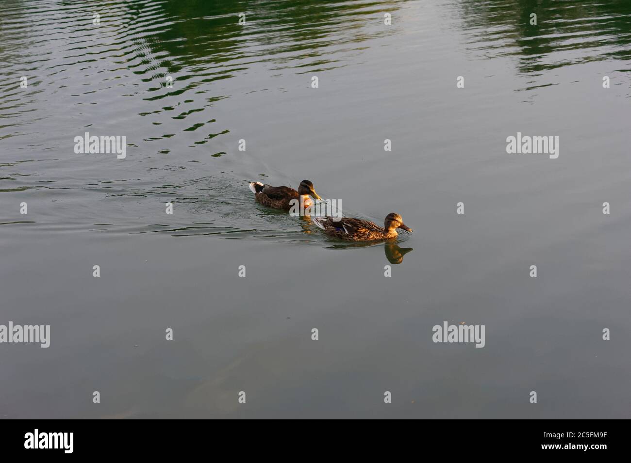 Ente und Schwan in Limmer Schleuse,Hannover. Stock Photo