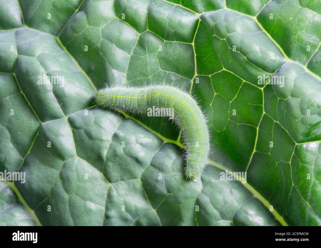 Live caterpillar on a kale leaf Stock Photo Alamy