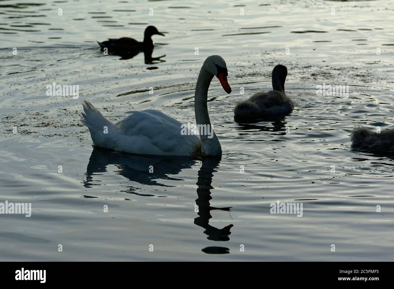 Ente und Schwan in Limmer Schleuse,Hannover. Stock Photo