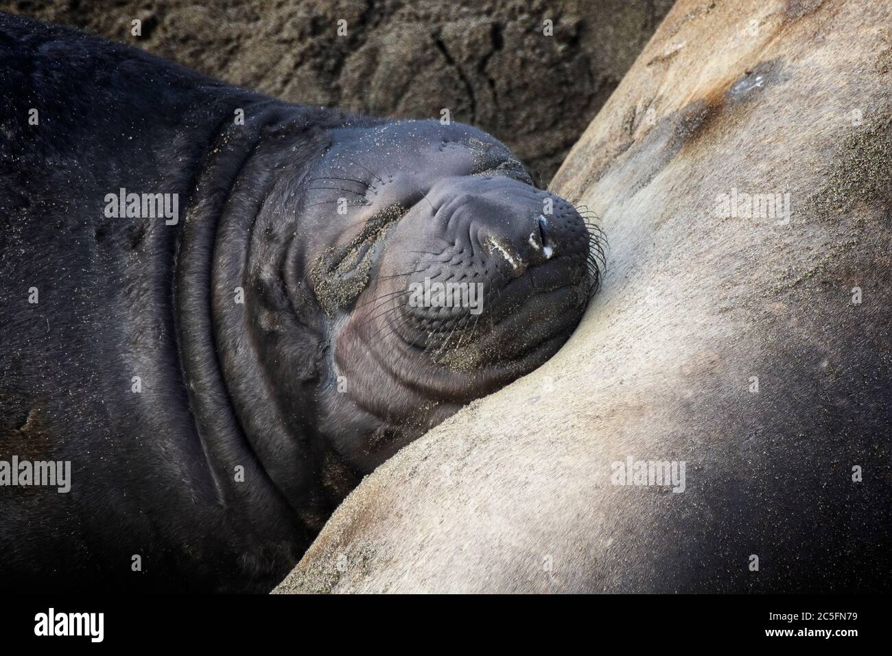 Baby northern elephant seal pup sleeps with face on mother in close up image on California beach. Stock Photo